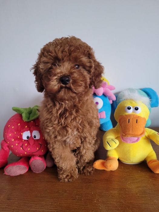 Pudel miniaturowy. Chlopak