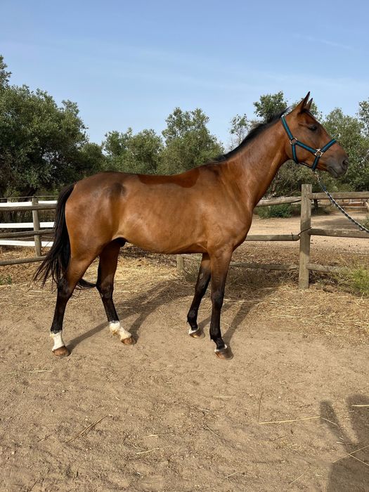 Cavalo Anglo - Árabe