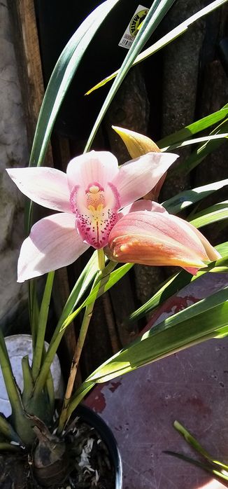 Orquídea Rosa Média
