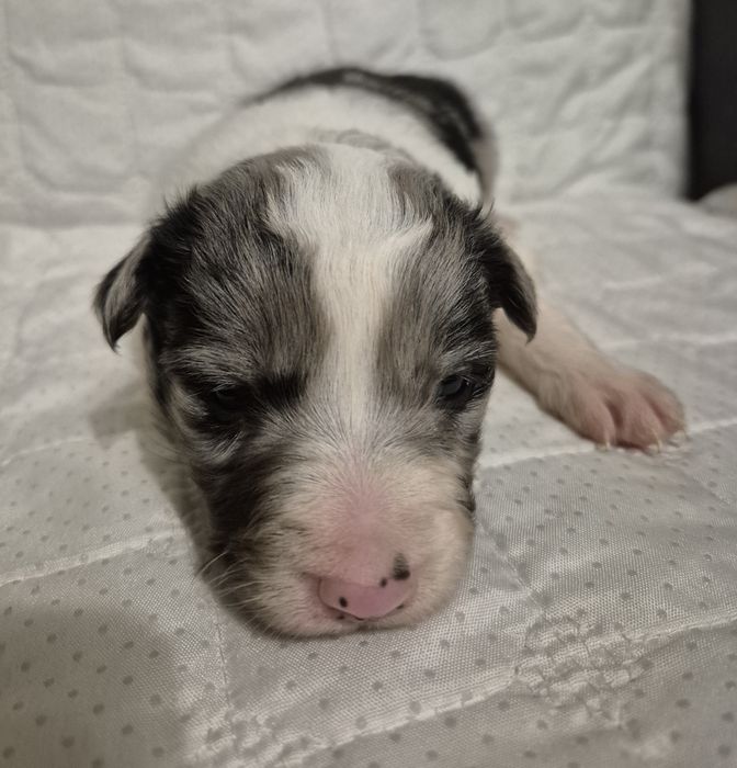 Border collie samiec blue merle
