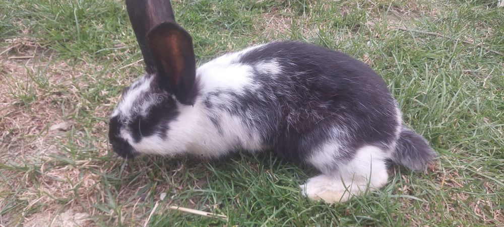 Kroliki młode mieszane