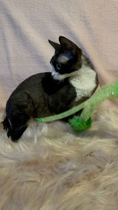 Śliczna Kotka Devon rex