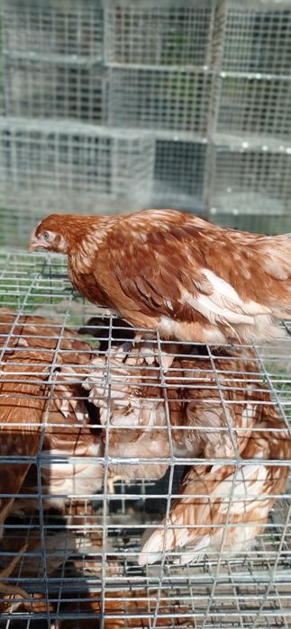 Куры старка и молодка