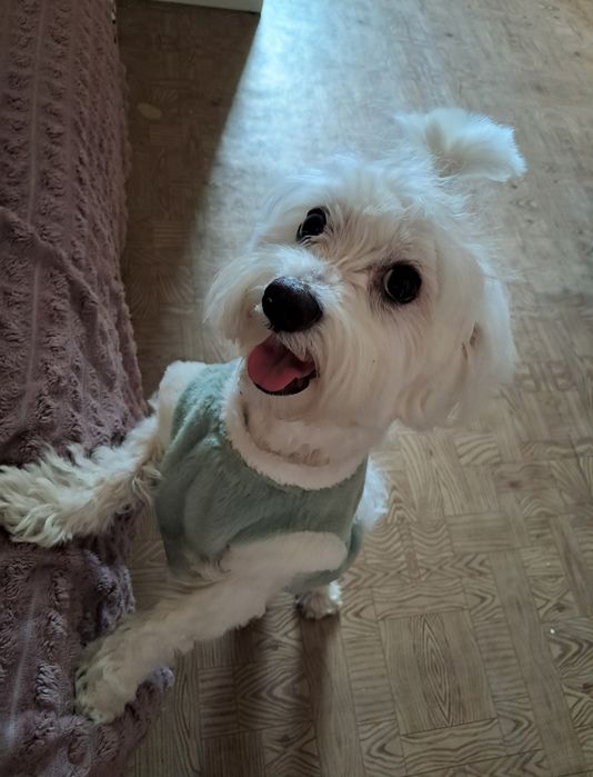 Передержка животных