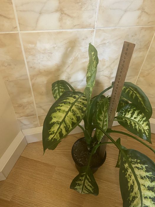 Дифенбахія, дифенбахия