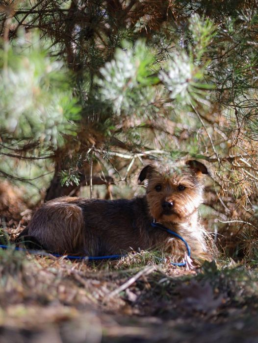 Uroczy HYZIO szuka domu