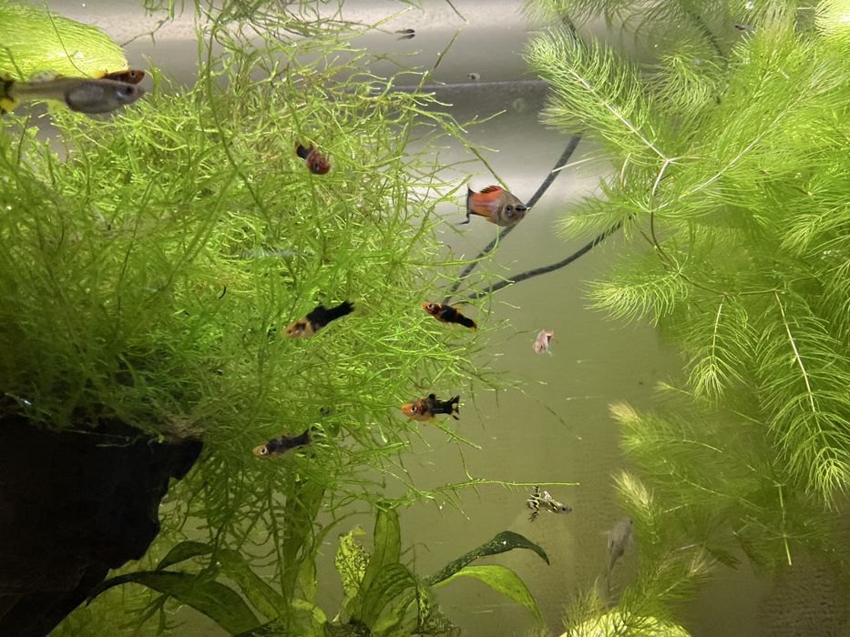 Peixes tropicais espada musgo java windelow