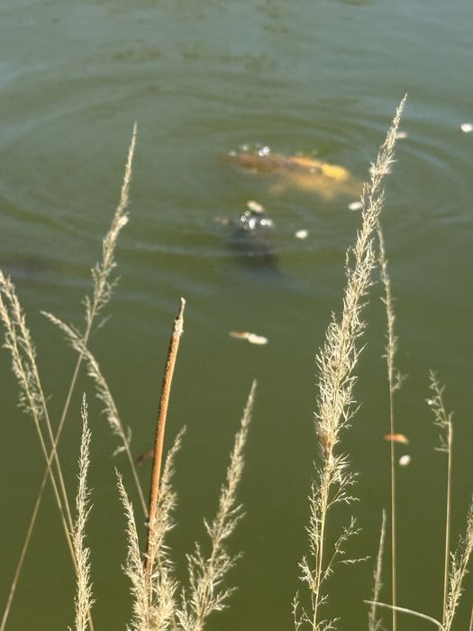 Karp KOI ladny zdrowy i duzy prosto z mojego stawu