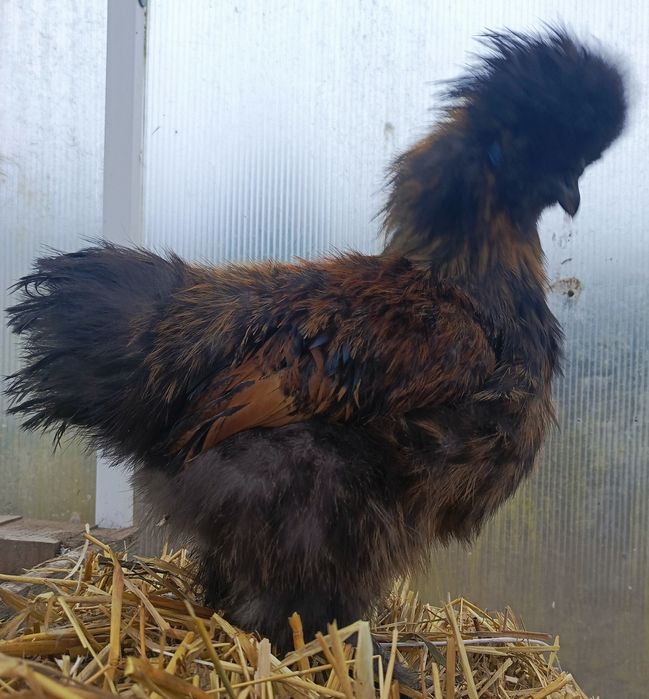 Silka silki jedwabiste kury koguty ozdobne