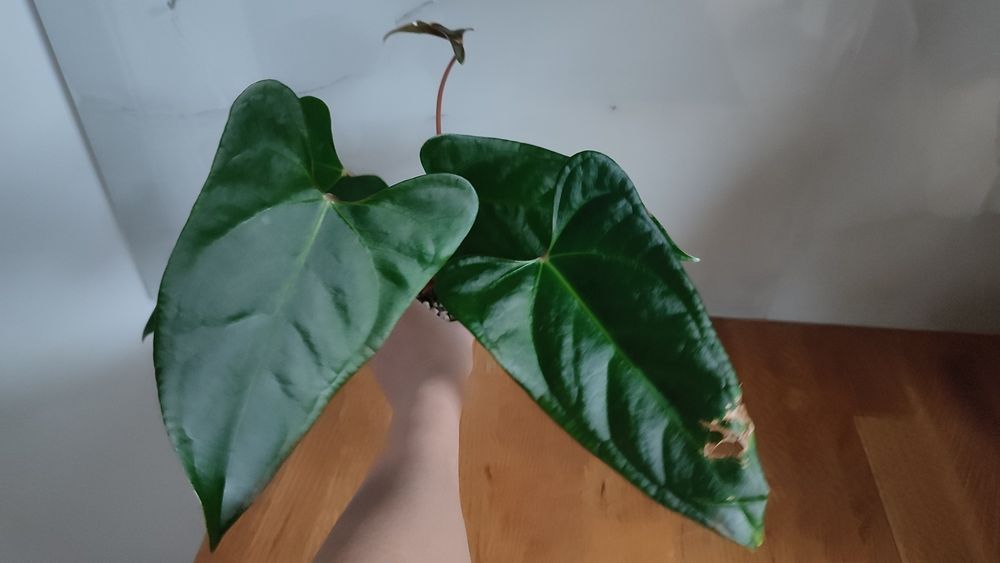 Anthurium portillae