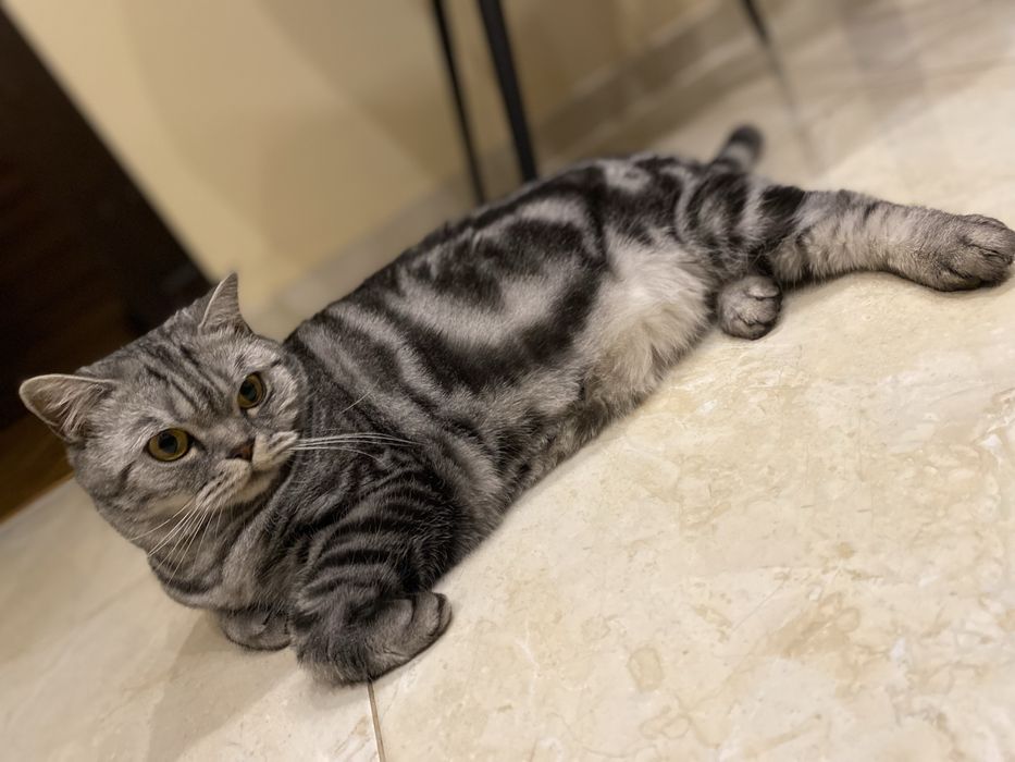 Кішка вязка такої саме породи !!!