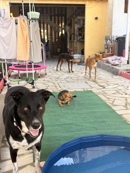 Pet-sitting & estadia familiar