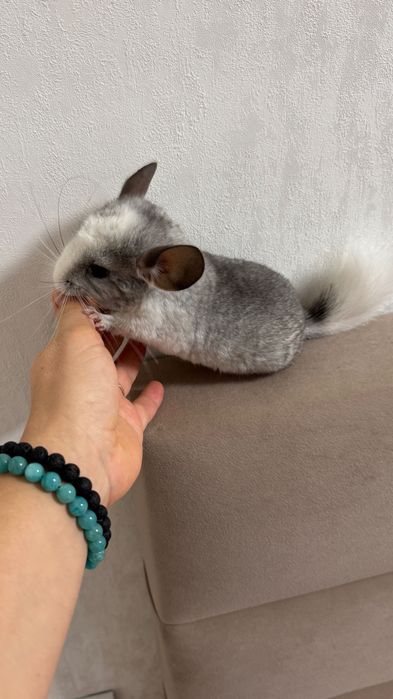 Пухнасті гризуни