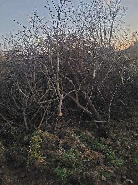 Oddam gałęzie drzew owocowych