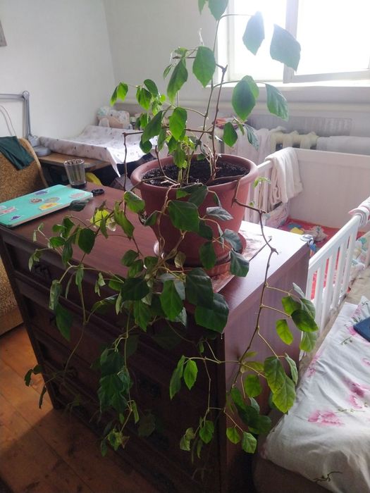 Кімнатні рослини різноманітні.