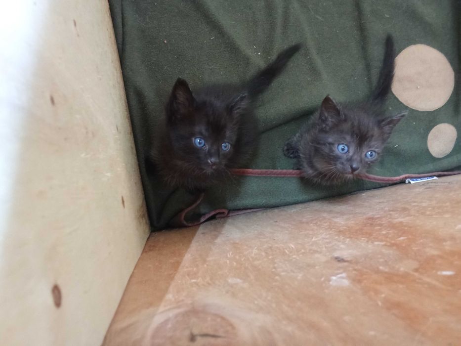 Dois bebés felinos lindíssimos que serão a delícia de quem os adotar...