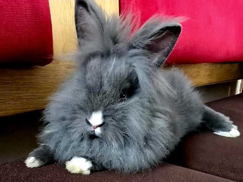 Króliczek samiecdomek w zestawie