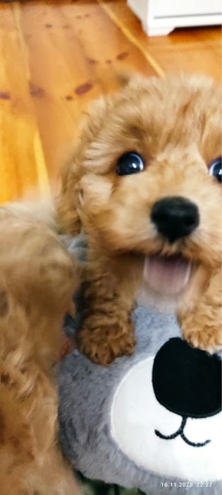 Sprzedam szczeniaka pieska rasy Maltipoo z rodowodem