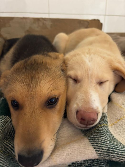 Bebés para adoção responsável