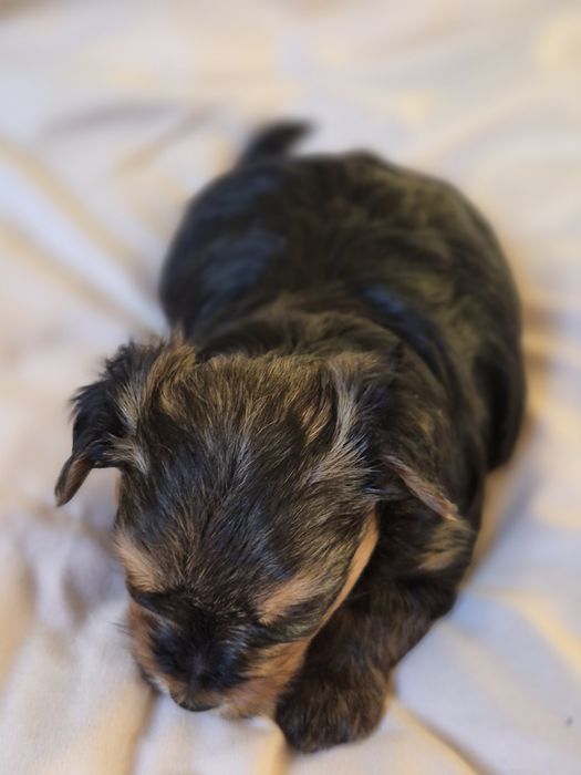 Yorkshire Terrier  pies