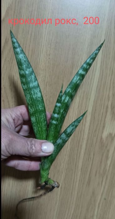 Сансевієрії Голандські