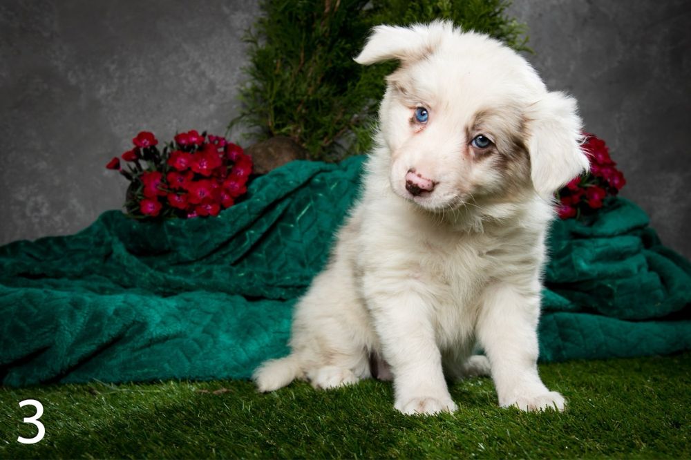 Border Collie Red Merle