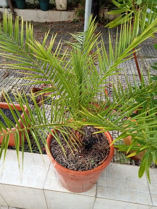 Palmeira muito bonita