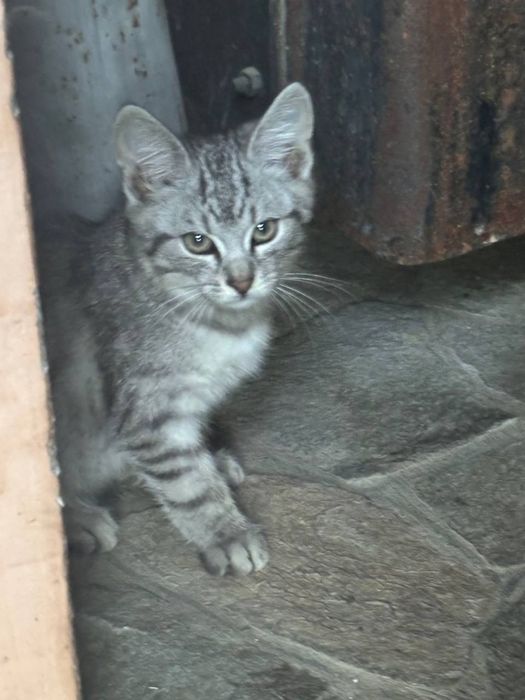 Віддам кошенят у добрі та відповідальні руки