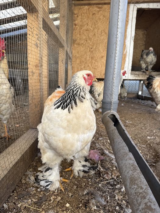 Є інкубаційні яйця курей Світла Брама