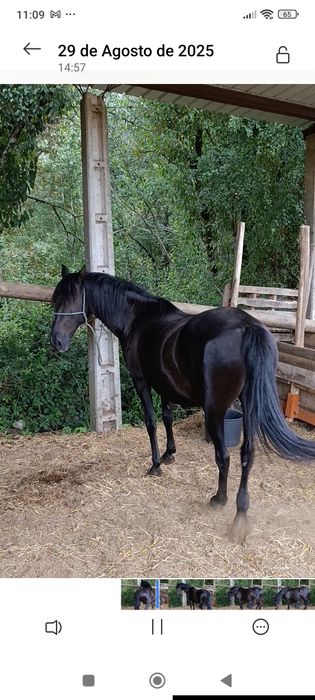 Éguapuro sangue lusitano