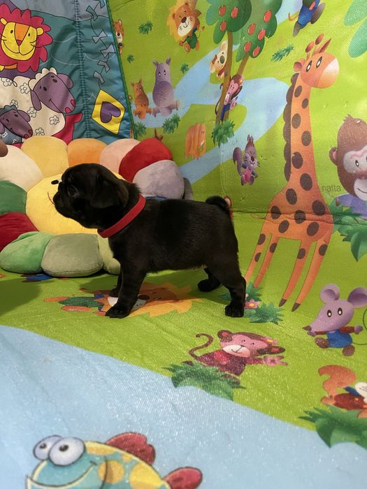 Мопс дівчинка, цуценя 2 міс. Привита,