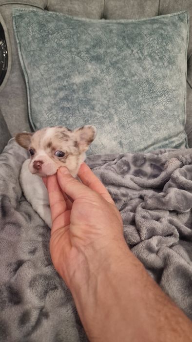 Chihuahua top top