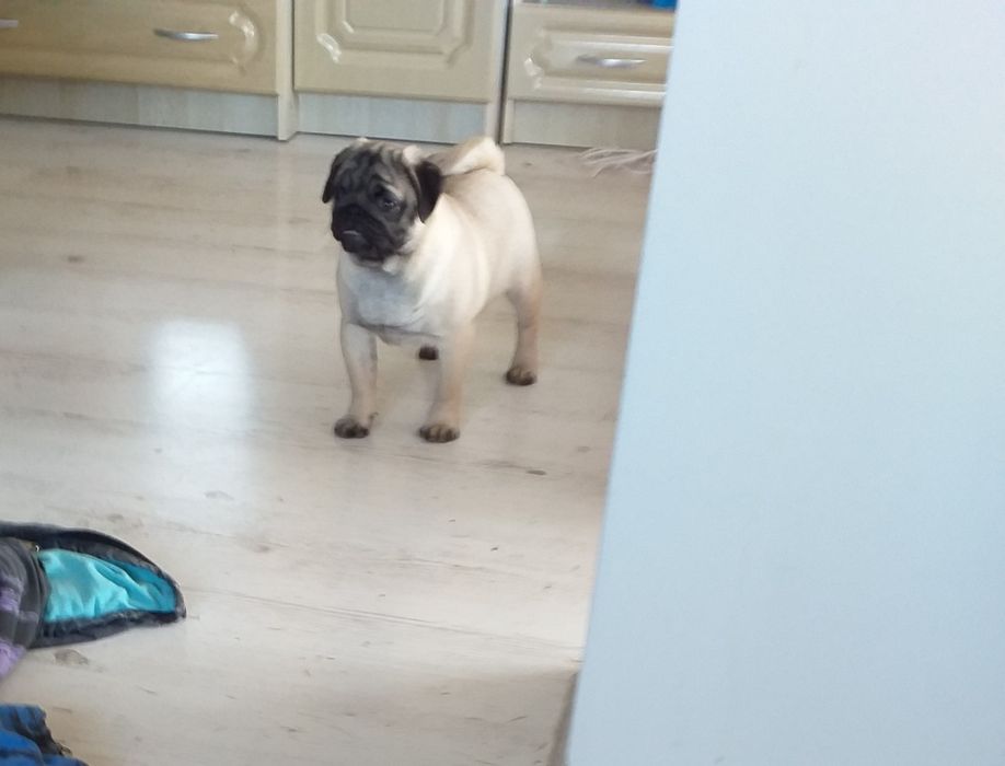 Шикарна мопсяня мопсяня