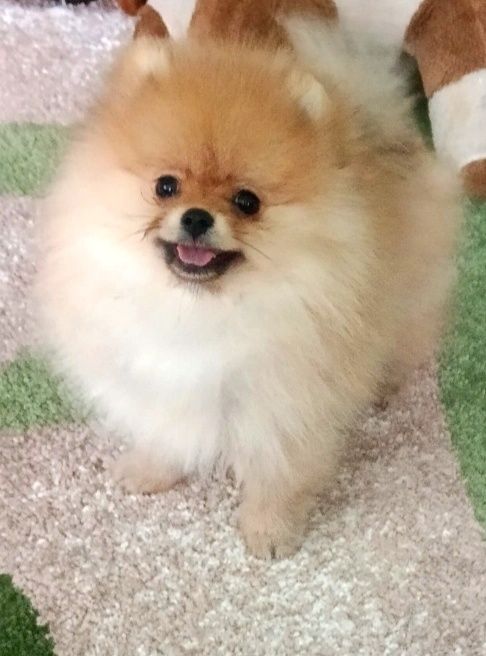 Дівчинка померанського шпіца КСУ.