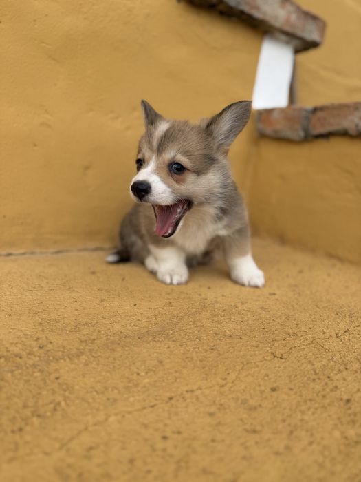 Corgi pembroke maravilha