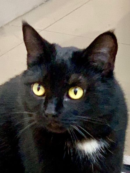 Черная гладкая  кошечка 1.5г чорна кішка кішечка кошка