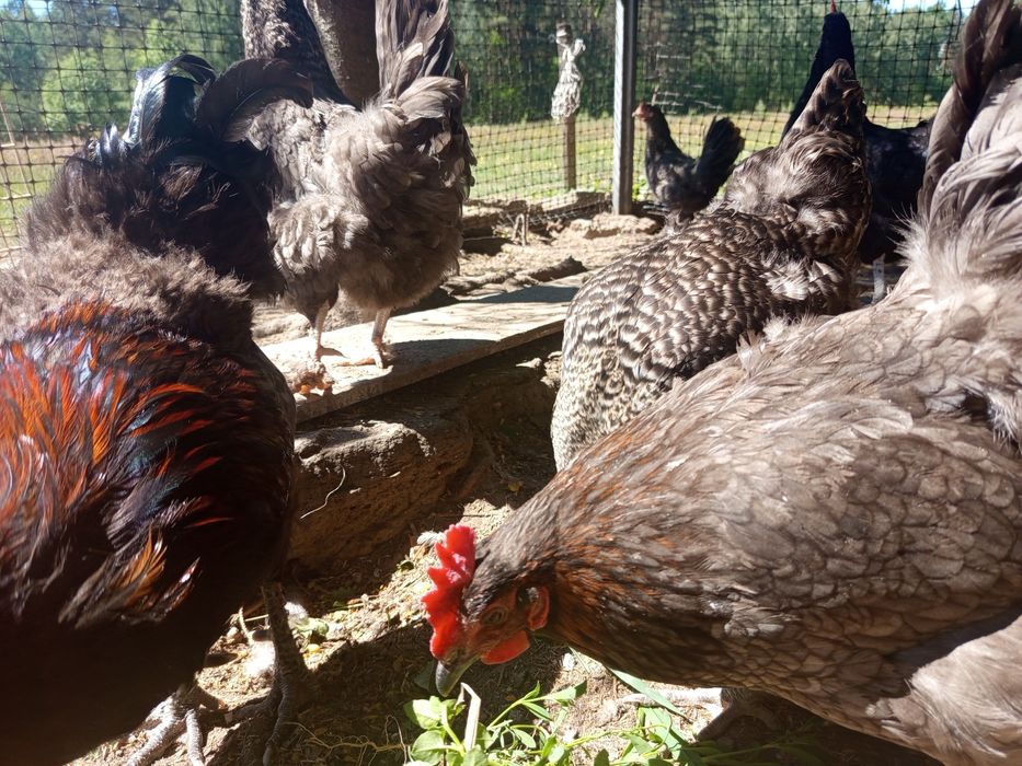 Stadko kur Marans 6 + 1 / czerwona skorupa