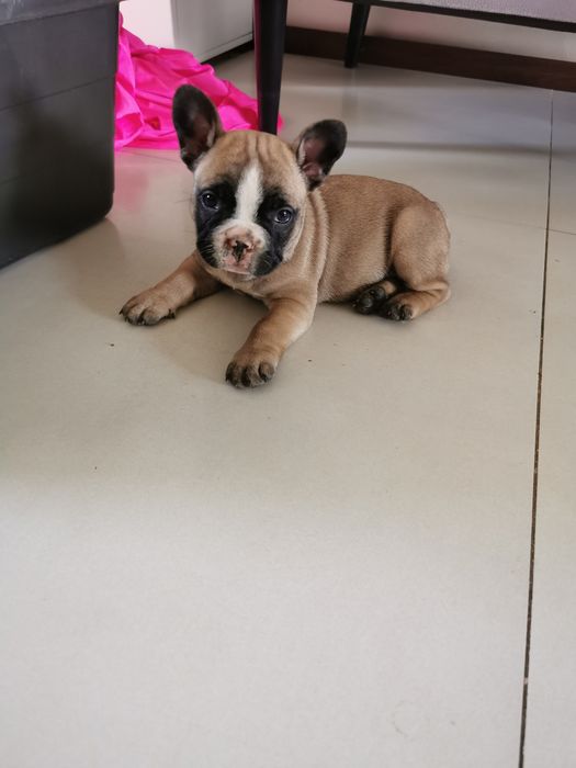 Buldog francuski