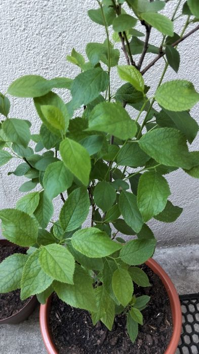 Ameixoeira em vaso