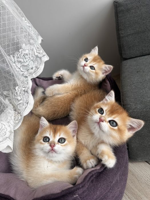 Кошенята золотої шиншили