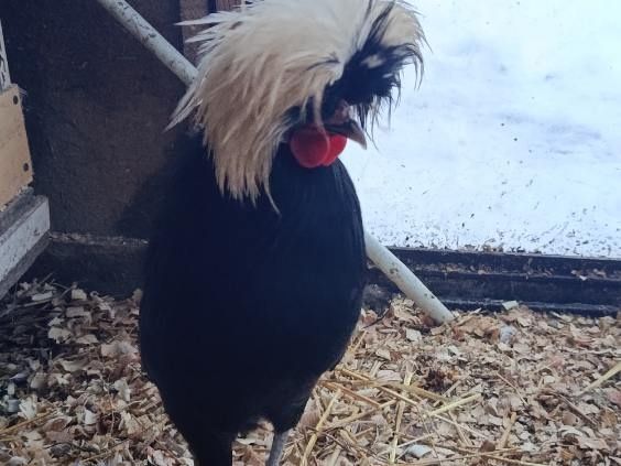Sprzedam koguta czubatki Holenderskiej