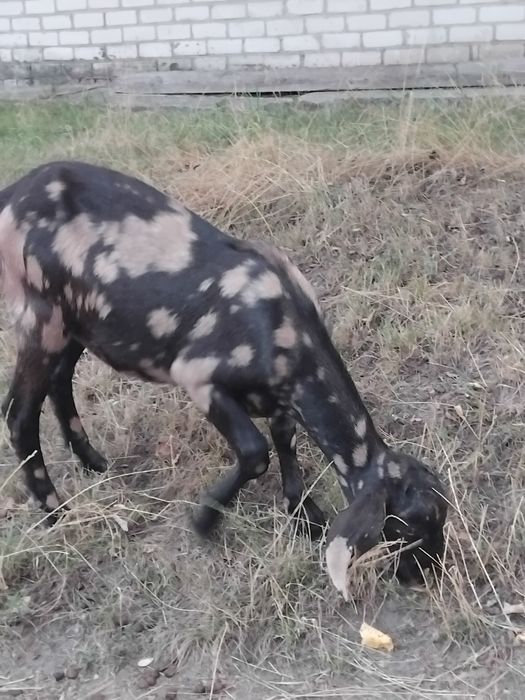 Нубійські козочки