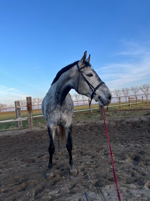 Klacz do sportu , hodowli , rekreacji, zamiana