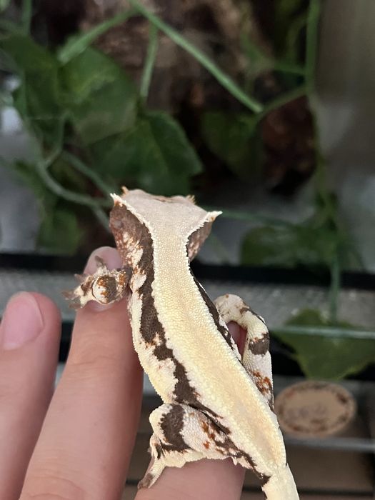 Gekon orzęsiony DP2 cliatus samiec created gecko crestie