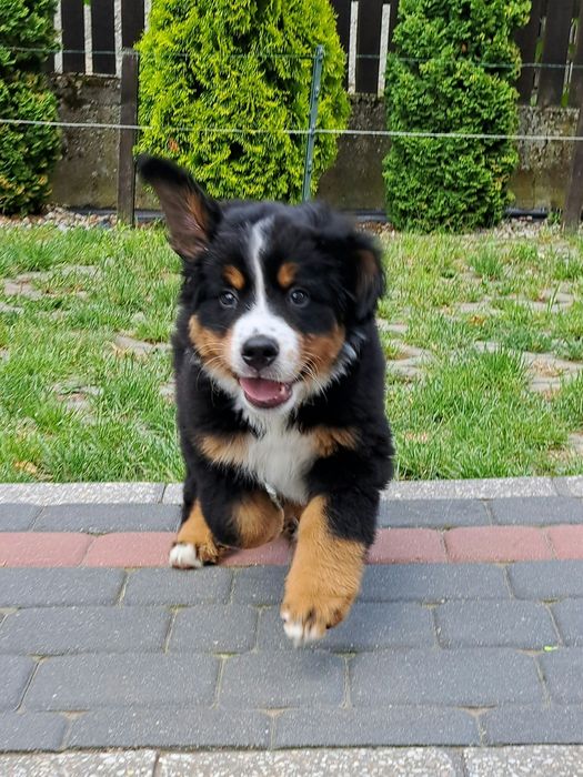 Berneński pies pasterski - suczka FCI