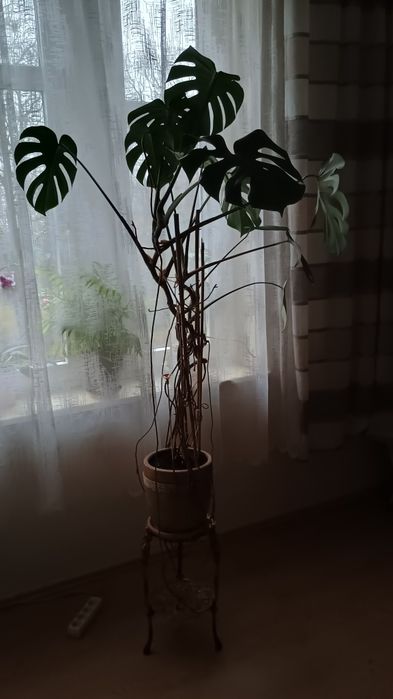 Monstera Olbrzymia