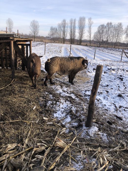 Продам  свиноматку. Та кнура