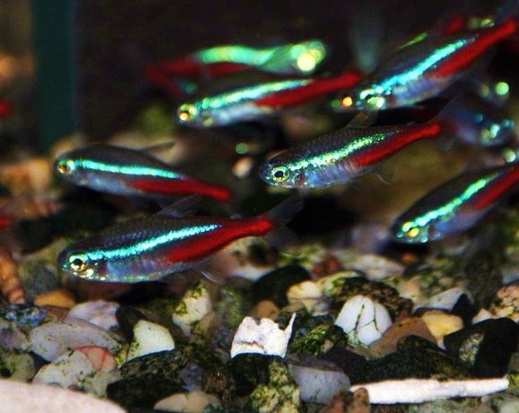Неонки аквариумные рыбки фото Неонки аквариумные рыбки фото