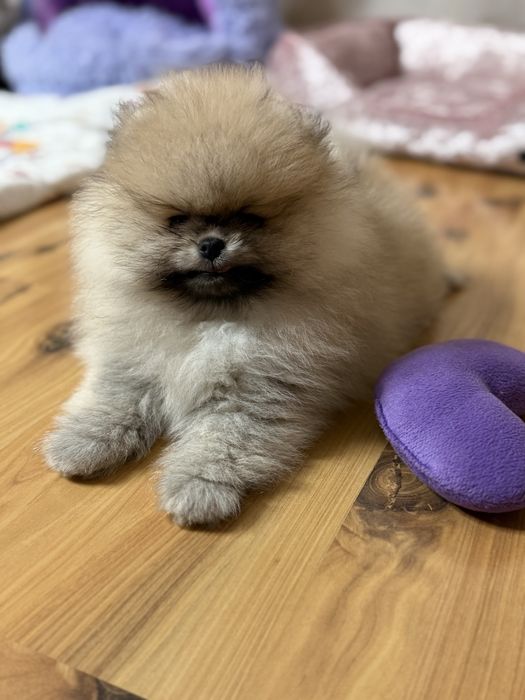Malutki szpic  miniaturowy pomeranian