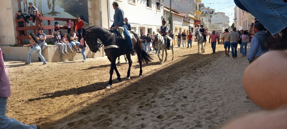 Cavalo grande castrado ideal para crianças
